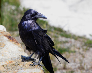 Raven