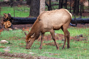 Cow of Wapiti elk grazing in burnt by wildfires forest.