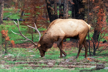 Bull of Wapiti elk grazing in burnt by wildfires forest.