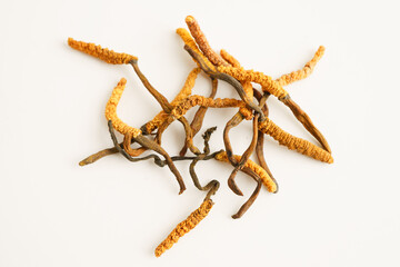 Cordyceps sinensis or Ophiocordyceps sinensis isolated on white background, mushroom herb treatment medicine.