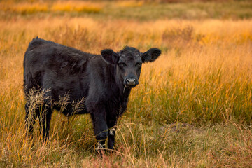 Black Angus calf grazing in pasture in autumn on the ranch in a rural area of the world