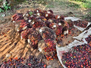 oil palm fruit after Harvest