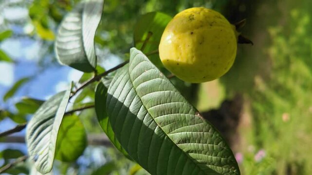 Yellow Guava fruit hanging on a tree branch