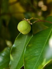 fruit of the agarwood tree (aquilaria malaccensis)