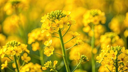 Fototapeta premium Close-up of mustard flowers showing hermaphroditic nature and self-pollination, Mustard, Brassica nigra