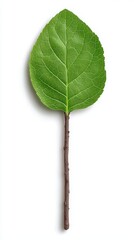 Obraz premium Single Green Leaf with Stem on White Background Nature Botany Ecology Growth