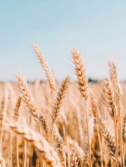 Fototapeta premium Golden Wheat Field.