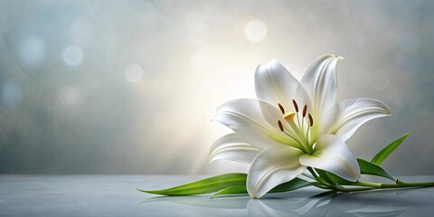 Condolence card with elegant lily flower in loving memory , condolence, card, lily, flower, loving memory,sympathy
