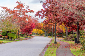 Neighbourhood of luxury houses in fall foliage with street road, big trees and nice landscape in Vancouver, Canada. Blue sky. Day time on November 2024.