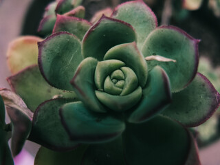 Green succulent