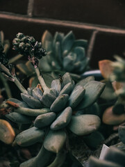 Close up of a succulent