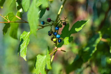 Berries of Ampelopsis heterophylla close up