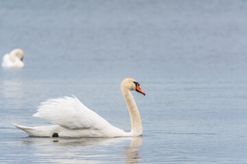 Obraz premium Graceful white Swan swimming in the lake, swans in the wild. Portrait of a white swan swimming on a lake.