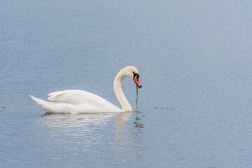 Fototapeta premium Graceful white Swan swimming in the lake, swans in the wild. Portrait of a white swan swimming on a lake.