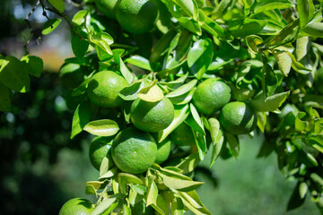 柚香（ゆこう）