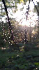A spider web with dew drops, sun shining through the trees in the background.