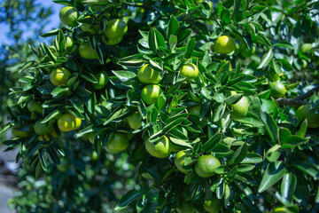 柚香（ゆこう）