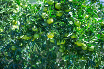 柚香（ゆこう）