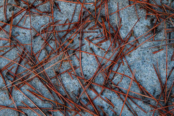 pine tree needles nature composition for creative design environmental theme backgrounds