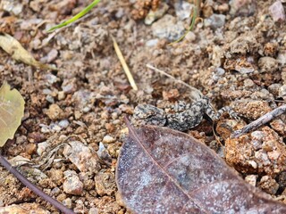 leaf and lizard on the ground