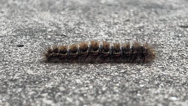Close up video of Pine processionary (Thaumetopoea pityocampa) walk on the ground.