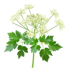 Angelica Flower isolated on white background,close up.