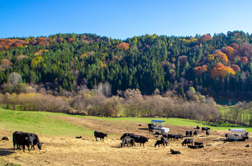 Obraz premium A herd of Black Angus cows in a field