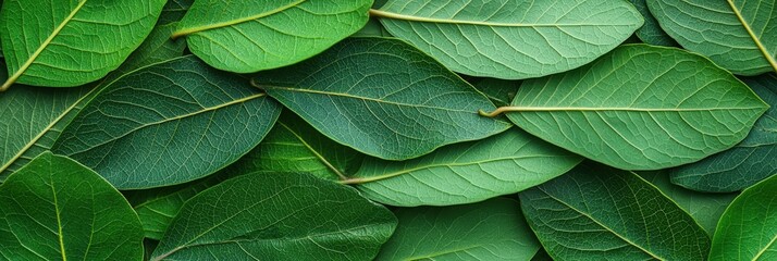 Fototapeta premium Green Leaf Pattern Background.