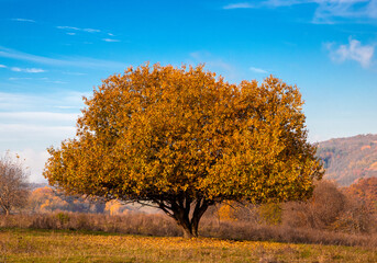 An autumn tree with yellowed leaves in nature