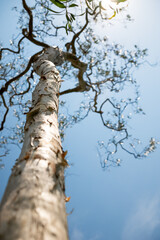 Green leaves against a blue sky background