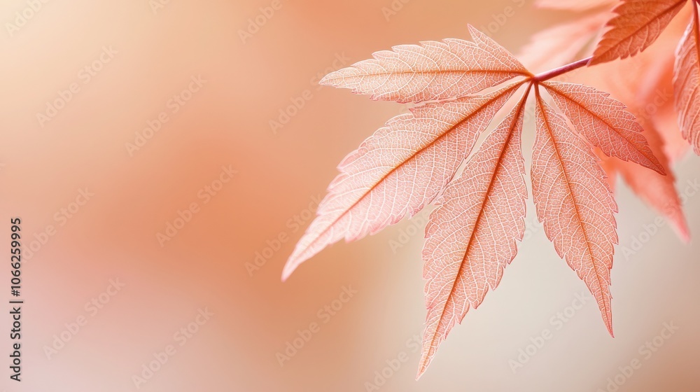 Sticker Delicate Red Maple Leaf with Blurred Background.