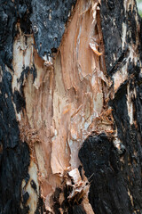 The tree bark exfoliates naturally. Eucalyptus tree.