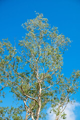 Green leaves against a blue sky background