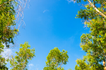 Green leaves against a blue sky background