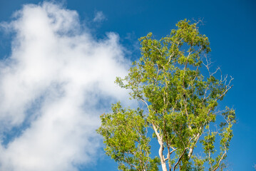 Fototapeta premium Green leaves against a blue sky background