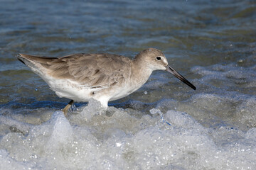 grey heron on the beach