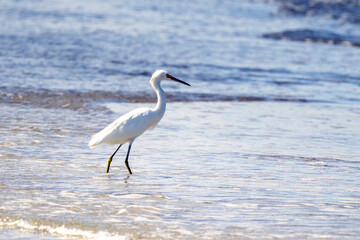 great blue heron in the water