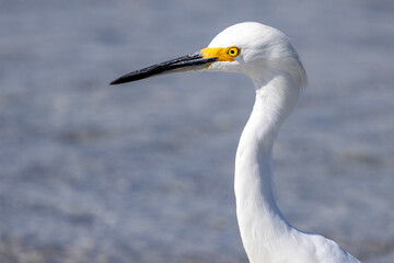 snowy egret in the wind