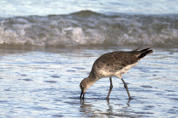 heron on the beach