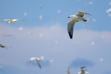 seagull in the sky
