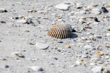 seashell on the beach