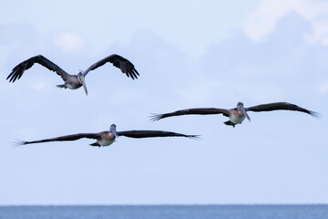 pelicans in flight
