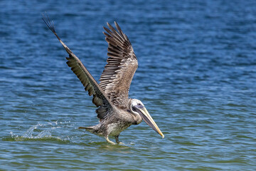 pelican in flight