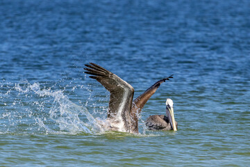 pelican in flight