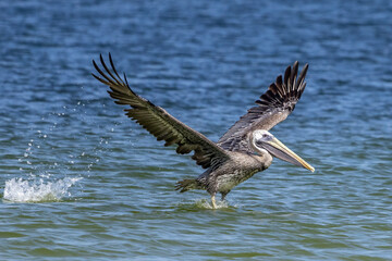pelican in flight