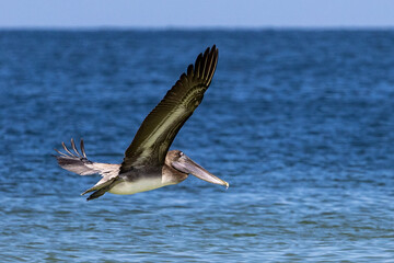 Naklejka premium pelican in flight