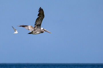 Naklejka premium pelican in flight