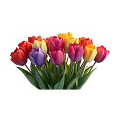 Fototapeta premium Vibrant bouquet of tulips in various colors, isolated on a white background, showcasing the beauty of spring flowers in full bloom.