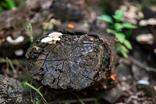 Polychrous lentinus fungus on a rotting tree trunk