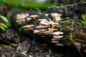 Polychrous lentinus fungus on a rotting tree trunk